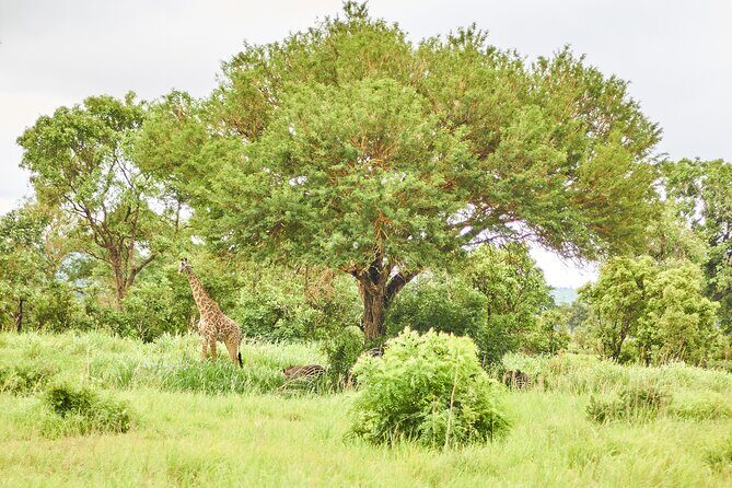 2 Days Private Safari Tour of Mikumi - Who Should Consider This Safari?