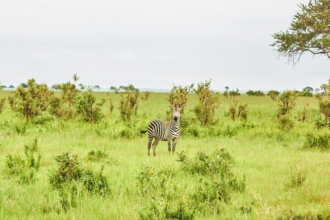 2 Days Private Safari Tour of Mikumi - Frequently Asked Questions