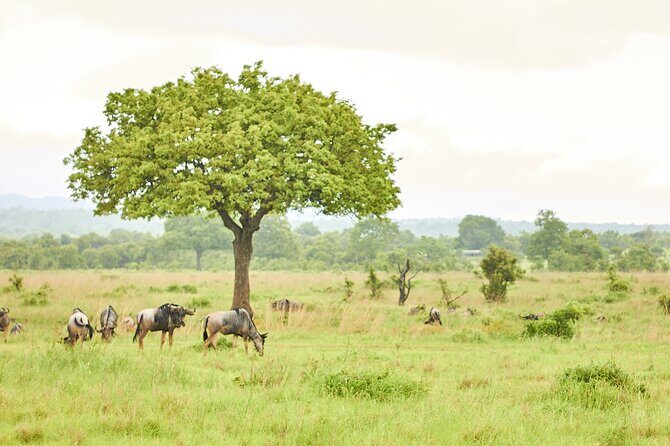 2 Days Private Safari Tour of Mikumi - Final Thoughts