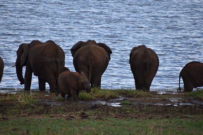 2-Days Private The Ultimate Tanzania Safari Tour - Who Should Consider This Tour?