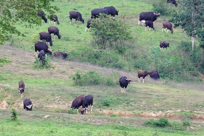 2-Days Private Tour: Kui Buri Wildlife Safari & Sam Roi Yod National Park - Final Thoughts: Is This Tour Worth It?