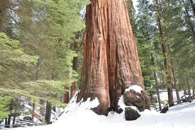 2-days-private-tour-to-sequoia-and-kings-canyon-parks-from-la