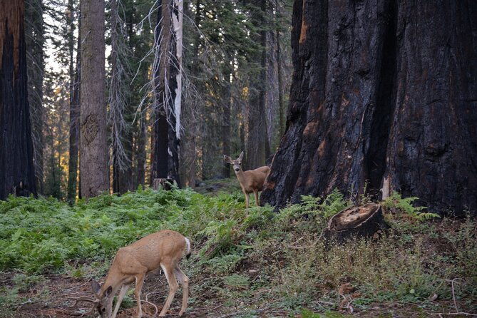 2-days-private-tour-to-sequoia-and-kings-canyon-parks-from-la