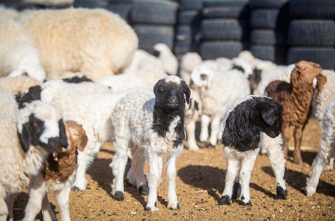 2 Days Przewalski's horses (takhi) and Genuine Nomadic Heritage - The Authentic Nomadic Experience