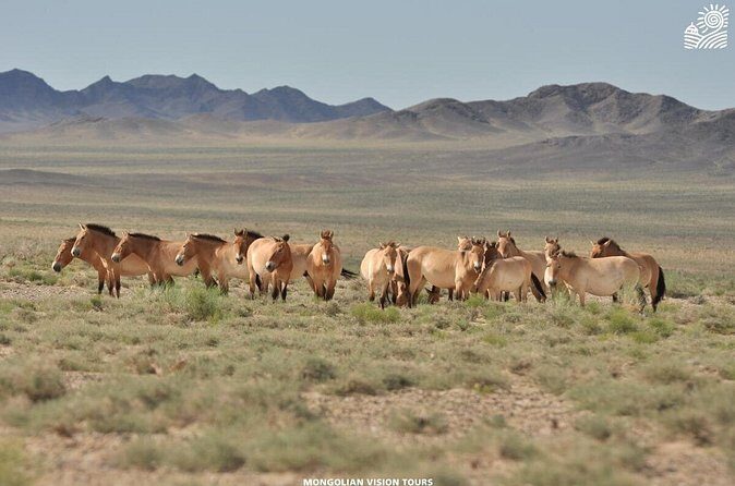 2 Days Przewalski's horses (takhi) and Genuine Nomadic Heritage - Practical Details: What to Expect