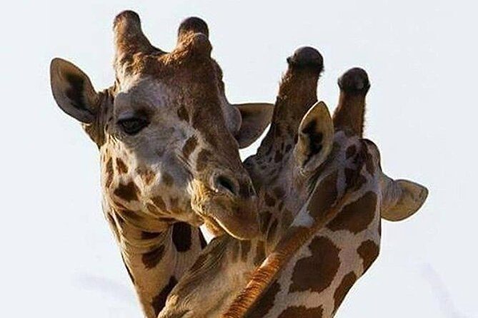 2 days quick trip to Mikumi National park - Exploring a 2-Day Mikumi National Park Safari: An Authentic Wildlife Adventure