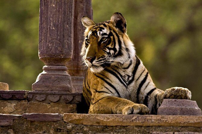 2 Days: Ranthambore Tiger Safari From Jaipur With Drop At Agra - Exploring the Itinerary in Detail