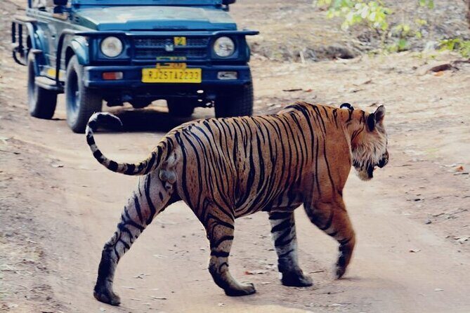 2 Days Ranthambore Wildlife Private Tour from Jaipur - Key Points