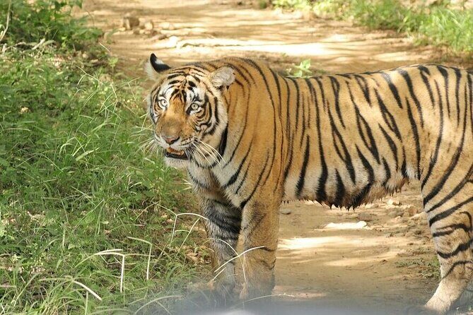 2 Days Ranthambore Wildlife Private Tour from Jaipur - Exploring the Itinerary in Detail