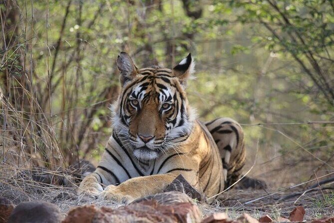 2 Days Ranthambore Wildlife Private Tour from Jaipur - Practical Tips for Your Trip