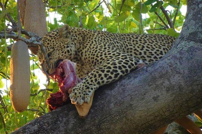 2 Days Ruaha National park - Key Points