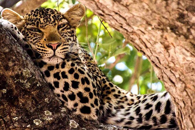 2 Days Ruaha National park - What You Can Expect from the Experience