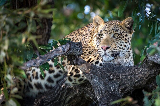 2 Days Ruaha National park - Authentic Experiences from Other Travelers