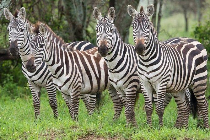 2 Days Ruaha National park - FAQs