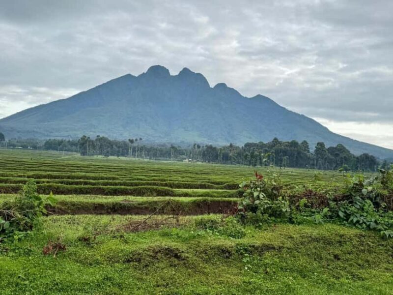 2 Days Rwanda Gorilla safaris and culture tour experience. - Discover the Heart of Rwanda in 2 Days: Gorilla Safaris and Cultural Encounters