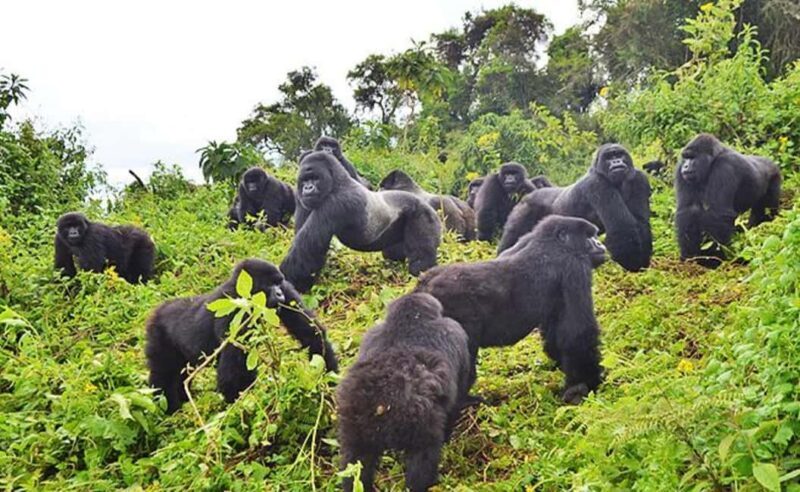 2 Days Rwanda Gorilla safaris and culture tour experience. - Practical Aspects of the Tour