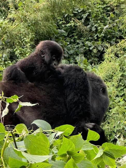 2 Days Rwanda Gorilla safaris and culture tour experience. - Who Will Love This Tour?