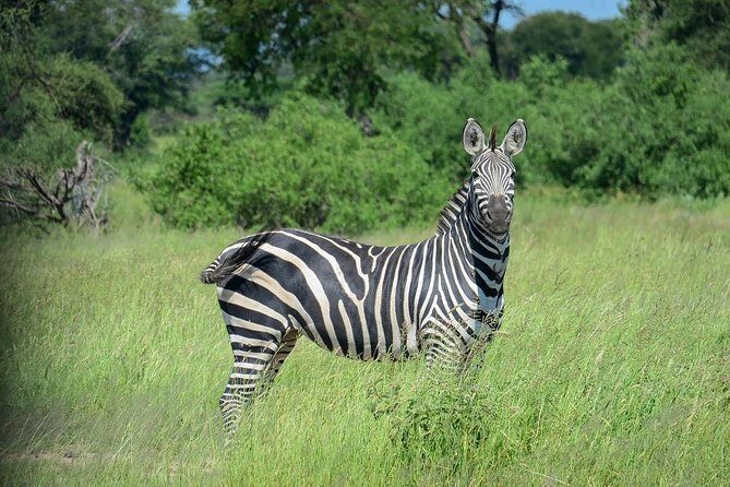 2 Days Saadani National Park From Zanzibar - The Itinerary: What to Expect Day by Day
