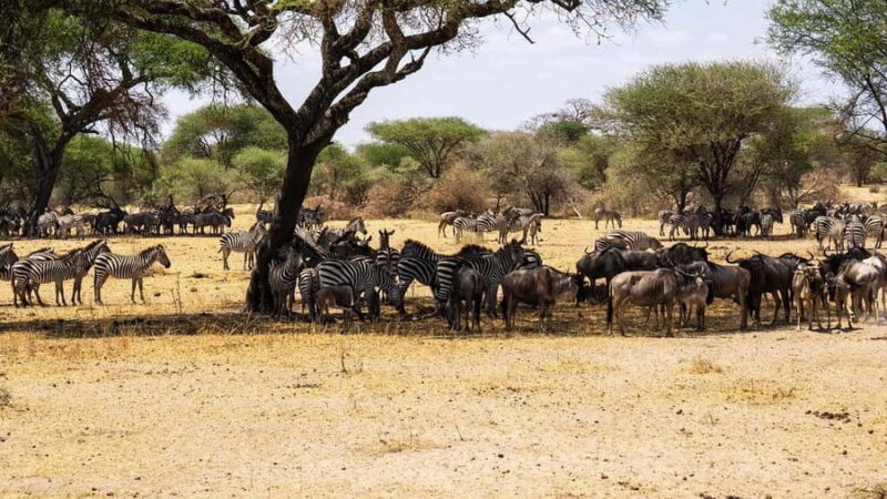 2-Days safari adventure from Zanzibar to Nyerere by flight - Key Points  