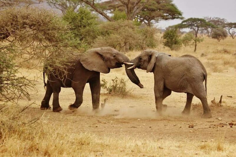 2-Days safari adventure from Zanzibar to Nyerere by flight - Introduction to the 2-Day Safari Adventure