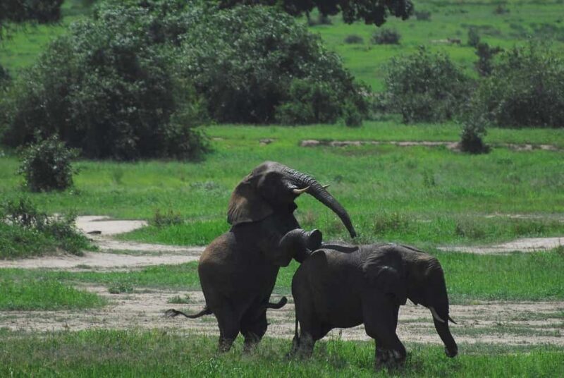2-Days safari adventure to Mikumi N. Park from Dar-es-Salaam - Key Points
