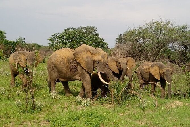 2 Days Safari in Maputo National Park - Key Points