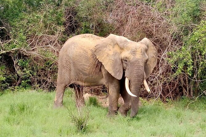 2 Days Safari in Maputo National Park - Why This Tour Offers Great Value