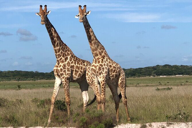 2 Days Safari in Maputo National Park - FAQs