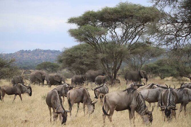 2 Days Safari in Tarangire and Ngorongoro Crater - Key Points