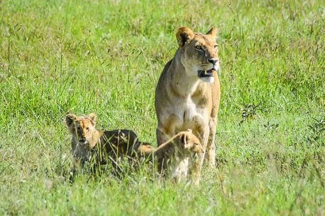 2 Days safari of Masai Mara - Key Points