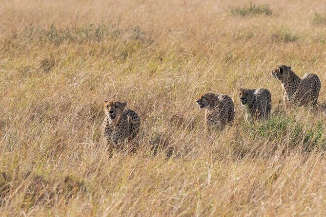 2 Days safari of Masai Mara - Why This Safari Offers Great Value