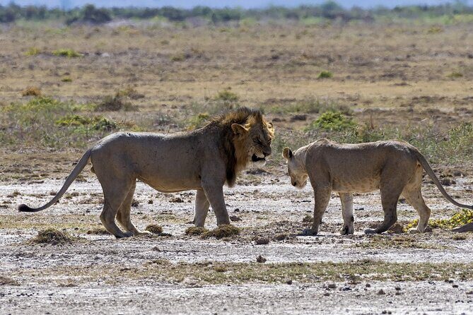 2 Days safari of Masai Mara - Who This Tour Is Best For