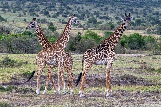 2 Days safari of Masai Mara - The Sum Up