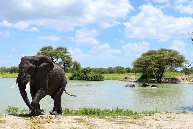 2 Days Safari through Tarangire NP and Lake Manyara NP - Key Points