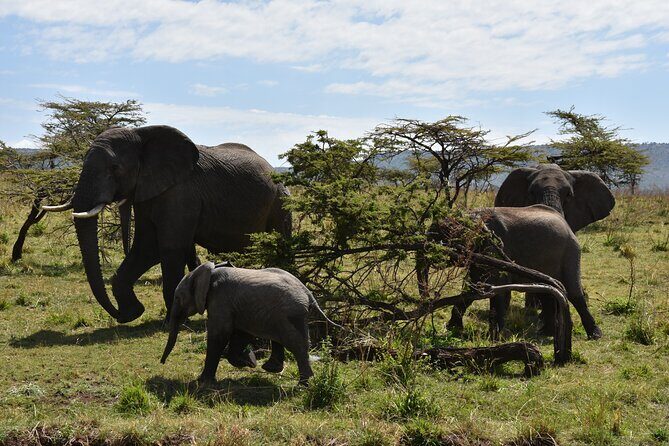 2 Days Safari through Tarangire NP and Lake Manyara NP - The Sum Up: Is This Safari Right for You?