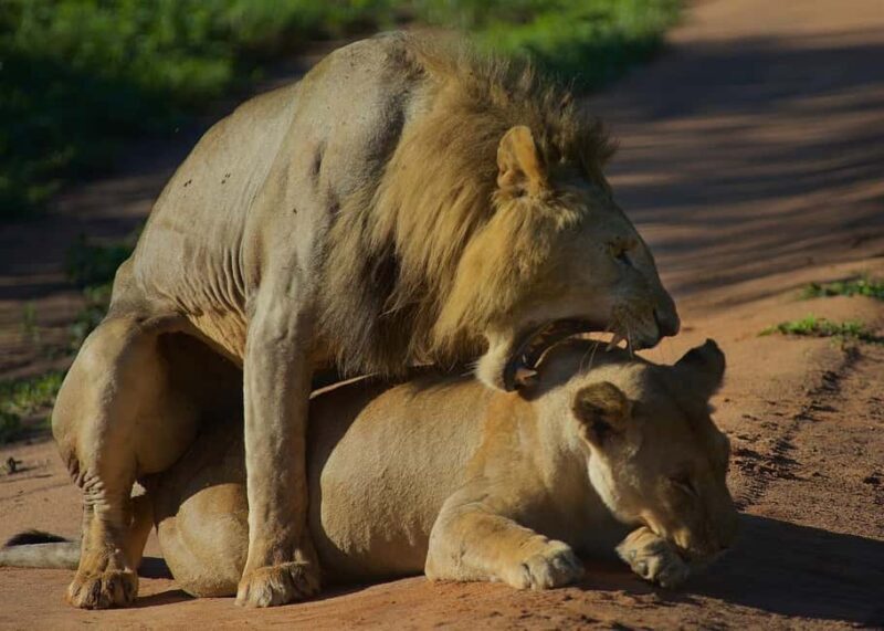 2-Days safari to Nyerere National P. from Zanzibar by flight - An Efficient and Wildlife-Focused Safari Experience