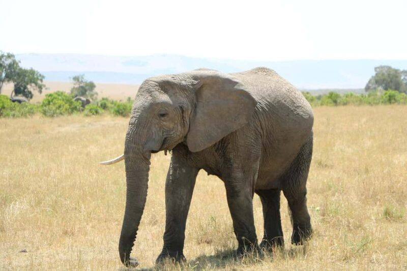 2-Days safari to Nyerere National P. from Zanzibar by flight - What We Loved