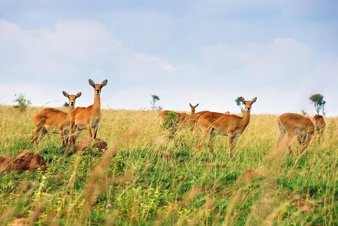 2 Days Safari To Queen Elizabeth National Park with Cruise - Exploring the 2-Day Queen Elizabeth National Park Safari with Cruise