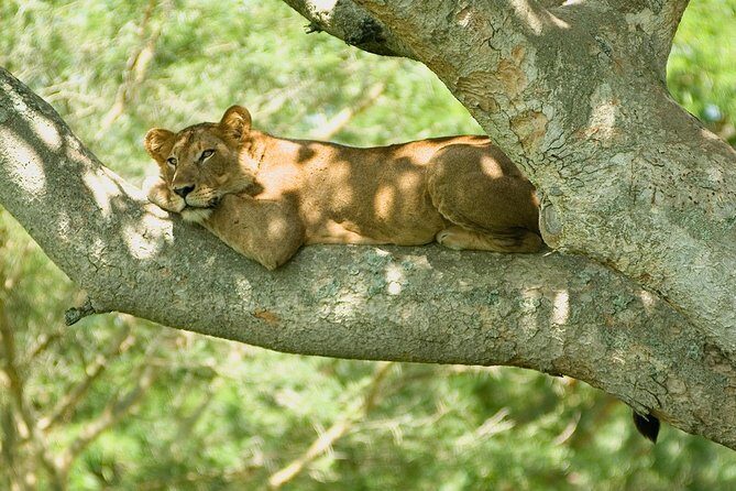 2 Days Safari To Queen Elizabeth National Park with Cruise - Key Points