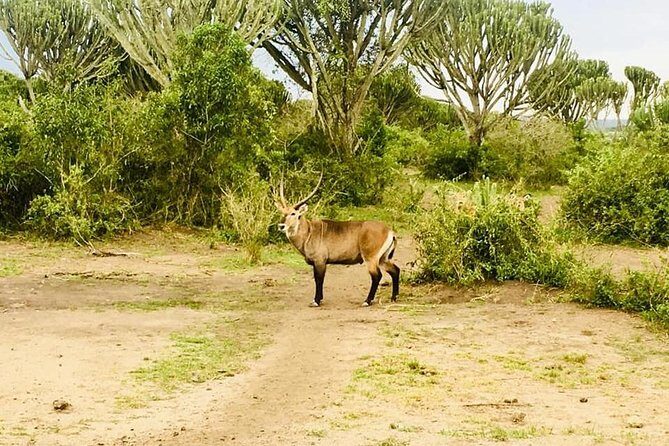 2 Days Safari To Queen Elizabeth National Park with Cruise - Who Will Love This Tour?