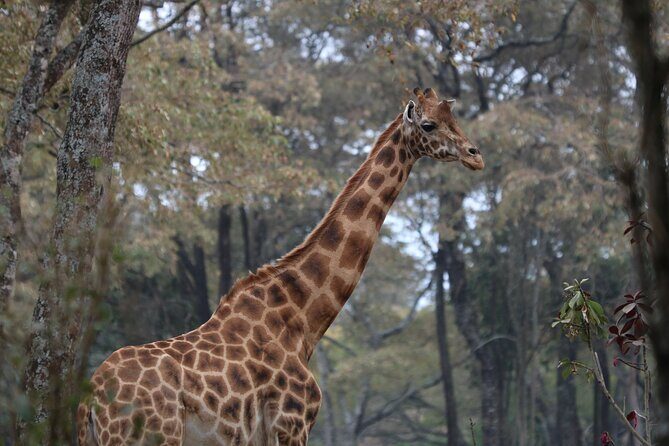 2 Days Safari to Tarangire & Lake Manyara - What You Get for the Price