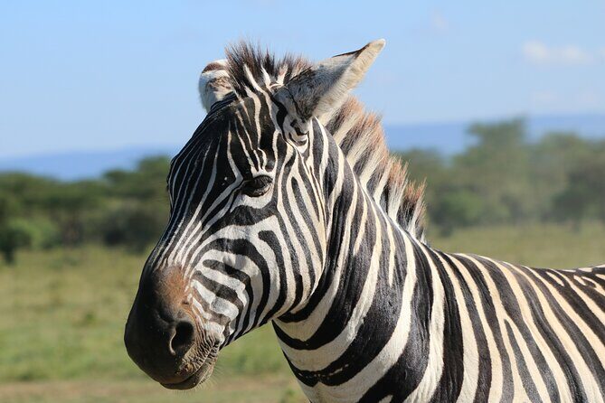 2 Days Safari to Tarangire & Lake Manyara - Practical Tips for a Smooth Experience