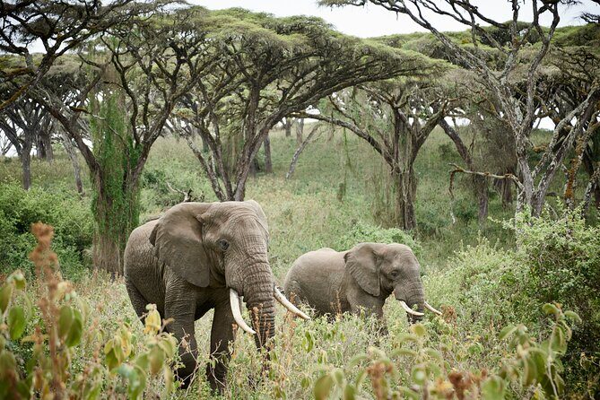 2 Days Safari Tour in Tarangire and Ngorongoro Crater - The Guide Experience: Why Guides Matter 