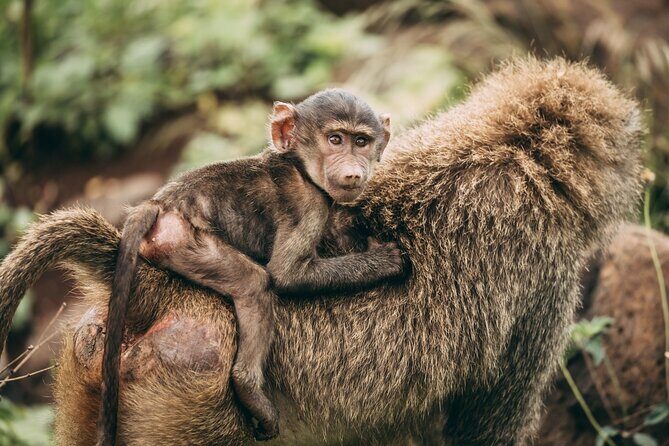 2 Days Safari Tour in Tarangire and Ngorongoro Crater - Value for Money and Overall Experience