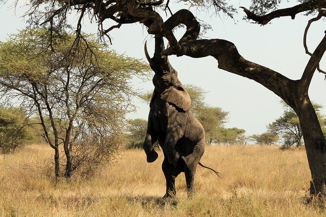 2 Days Safari Tour in Tarangire and Ngorongoro Crater - The Sum Up