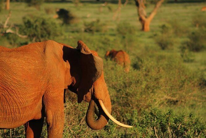 2 Days Safari Tsavo East - An In-Depth Look at the 2-Day Tsavo East Safari