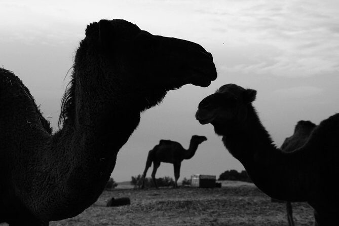 2 Days Sahara Desert Trip From Fes Return To Fes All Inclusive - What’s Included and What’s Not