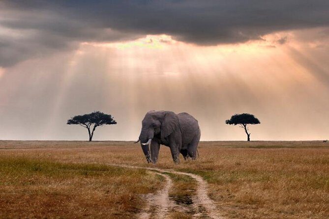 2 Days Selous Game Reserve Safari from Zanzibar or Dar es salaam - An In-Depth Look at the Selous Game Reserve Safari Experience