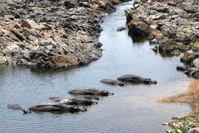 2 Days Selous Game Reserve Safari from Zanzibar or Dar es salaam - FAQ