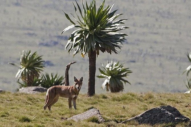 2 Days Simien Mountains Trekking - The Itinerary in Detail